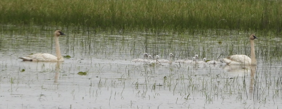 Trumpeter Swan - ML637610064
