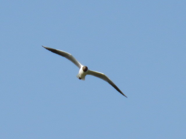 Black-headed Gull - ML637610094