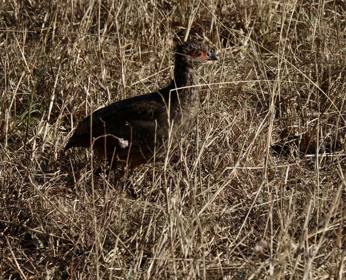 Swainson's Spurfowl - ML637610115