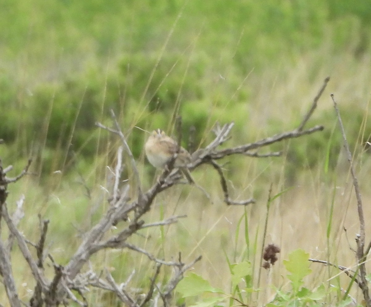 Grasshopper Sparrow - ML637610122