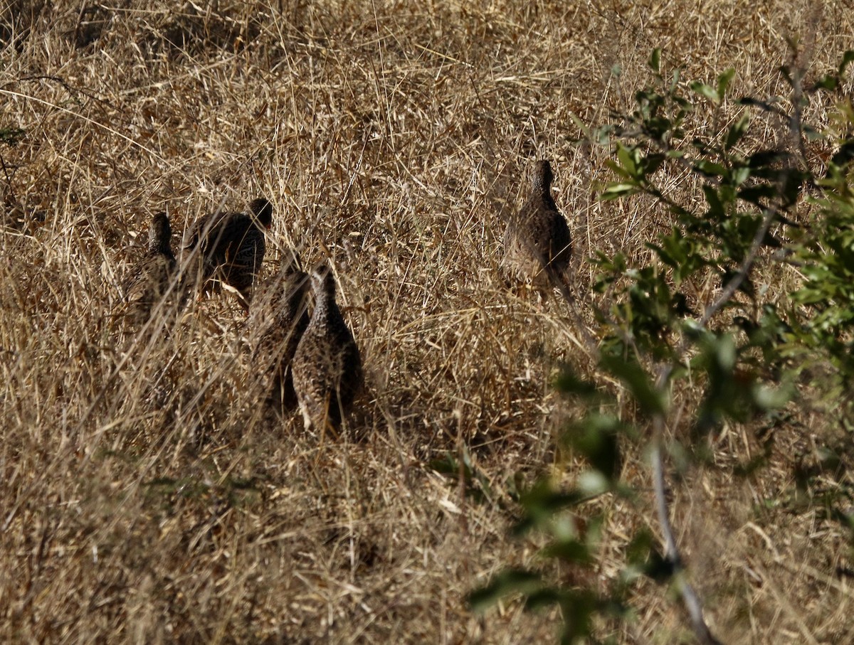 Swainson's Spurfowl - ML637610131
