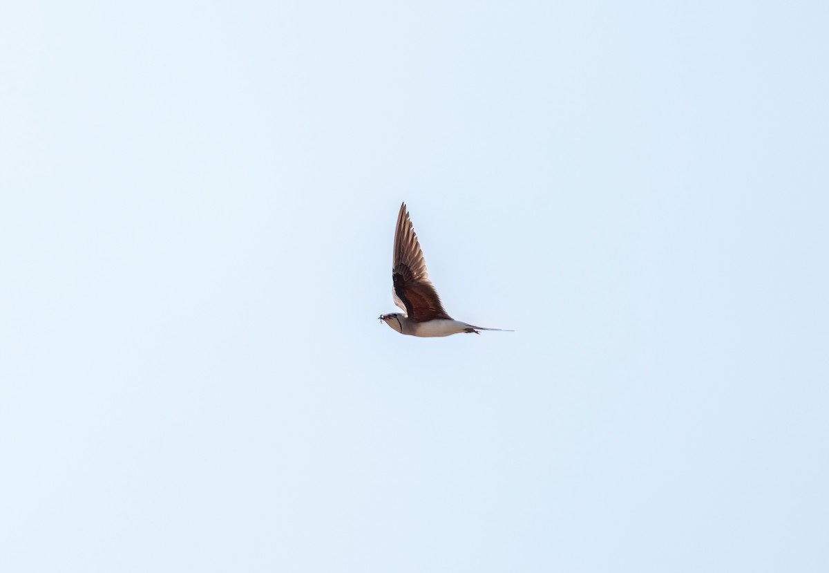 Collared Pratincole - ML637610134