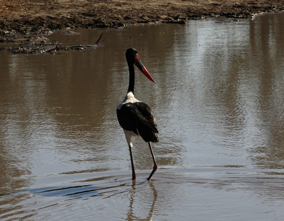 Saddle-billed Stork - ML637610161
