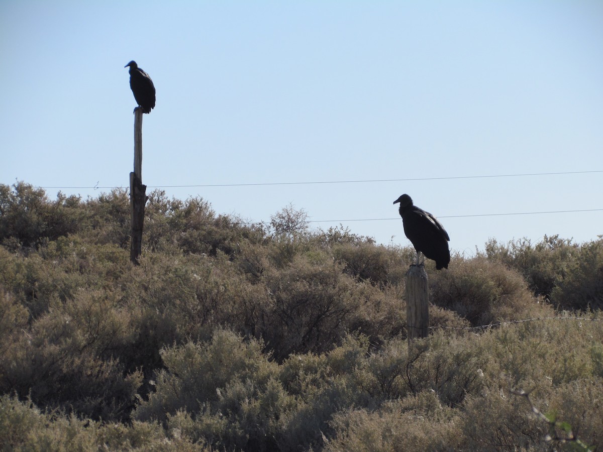 Black Vulture - ML637610166