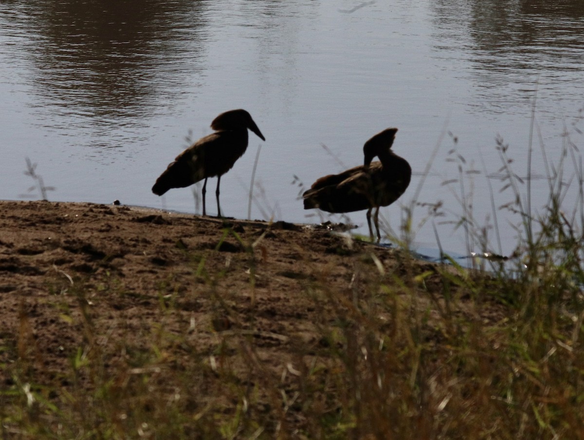 Hamerkop - ML637610189