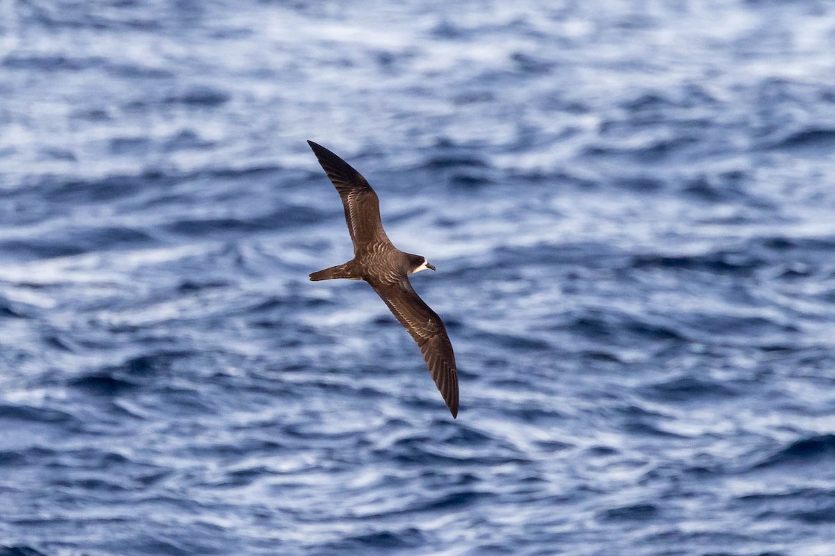 Galapagos Petrel - ML637610190