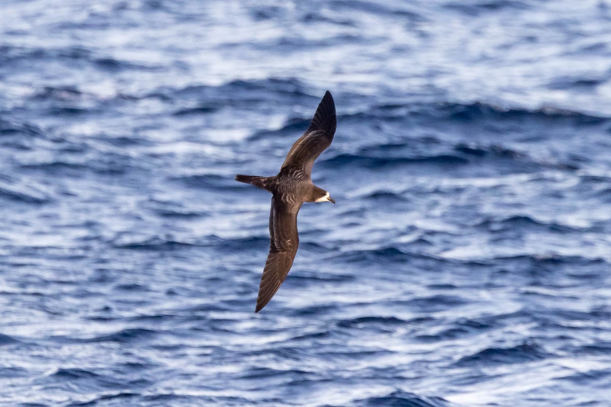 Galapagos Petrel - ML637610191
