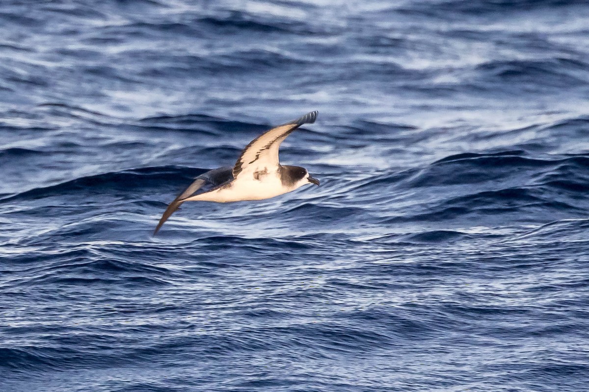Galapagos Petrel - ML637610193