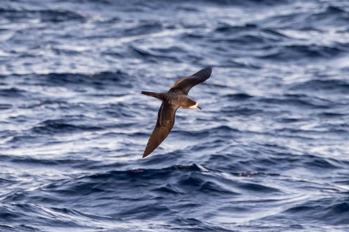 Galapagos Petrel - ML637610194
