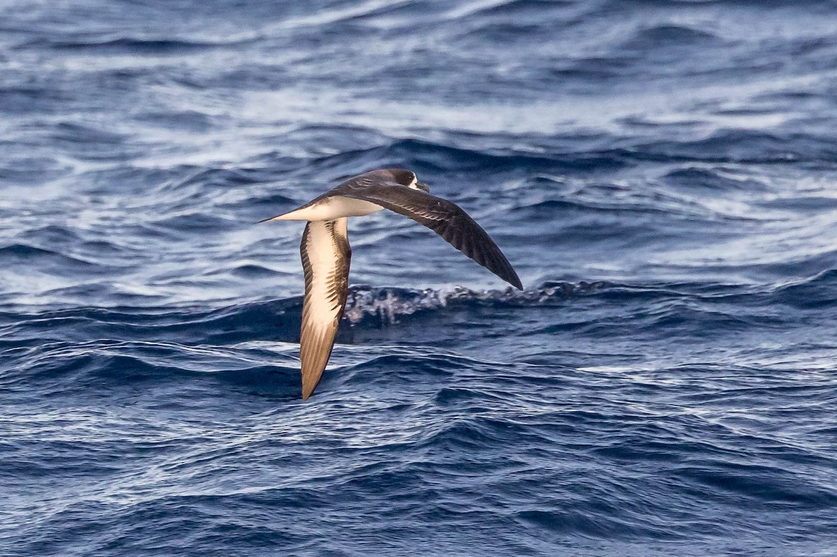 Galapagos Petrel - ML637610195