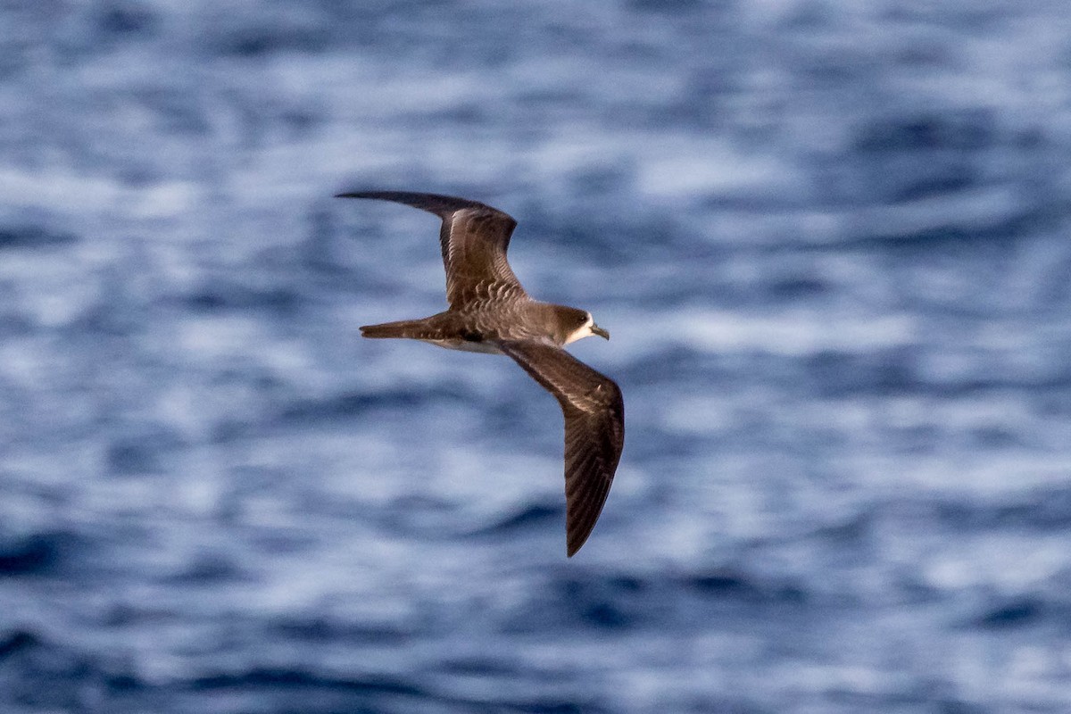 Galapagos Petrel - ML637610197