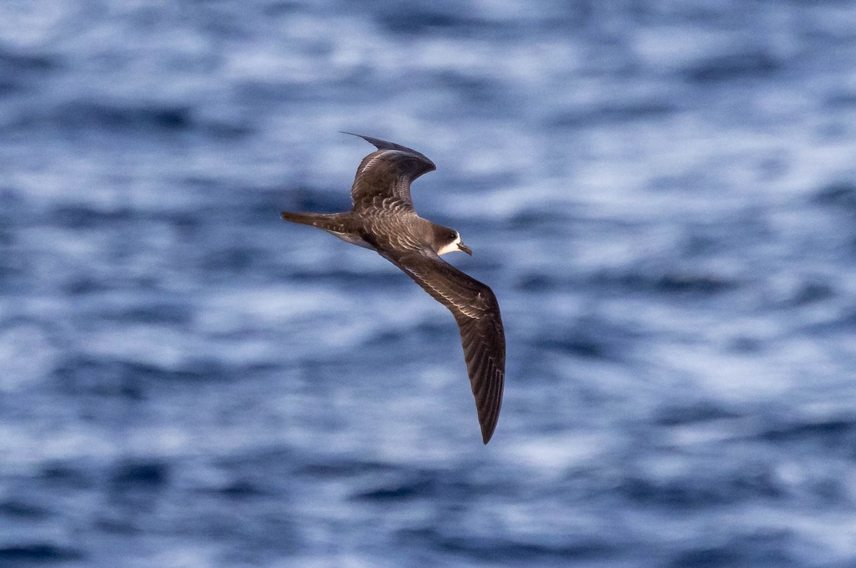 Galapagos Petrel - ML637610198