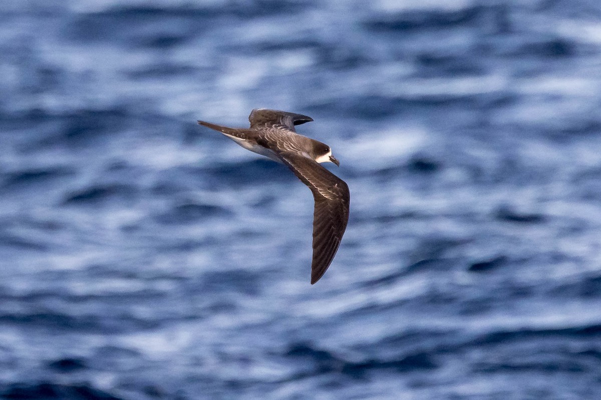 Galapagos Petrel - ML637610199