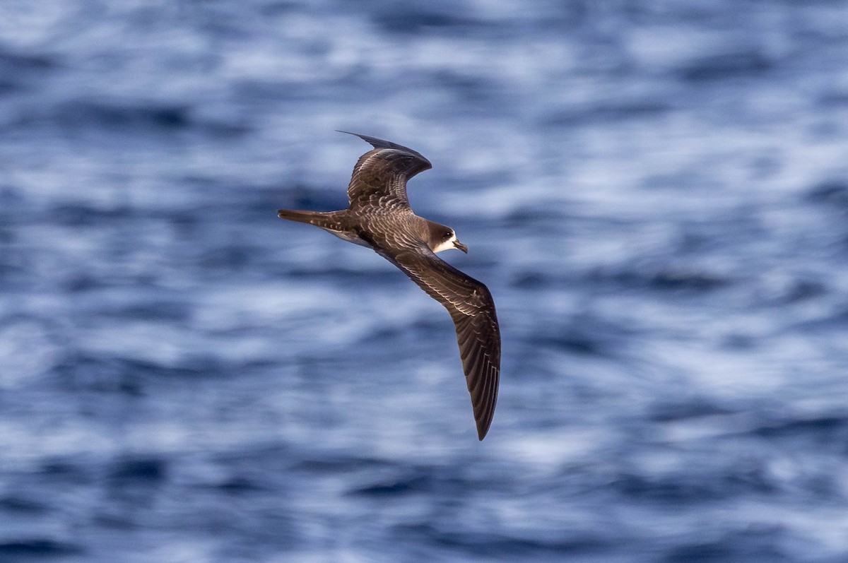 Galapagos Petrel - ML637610201
