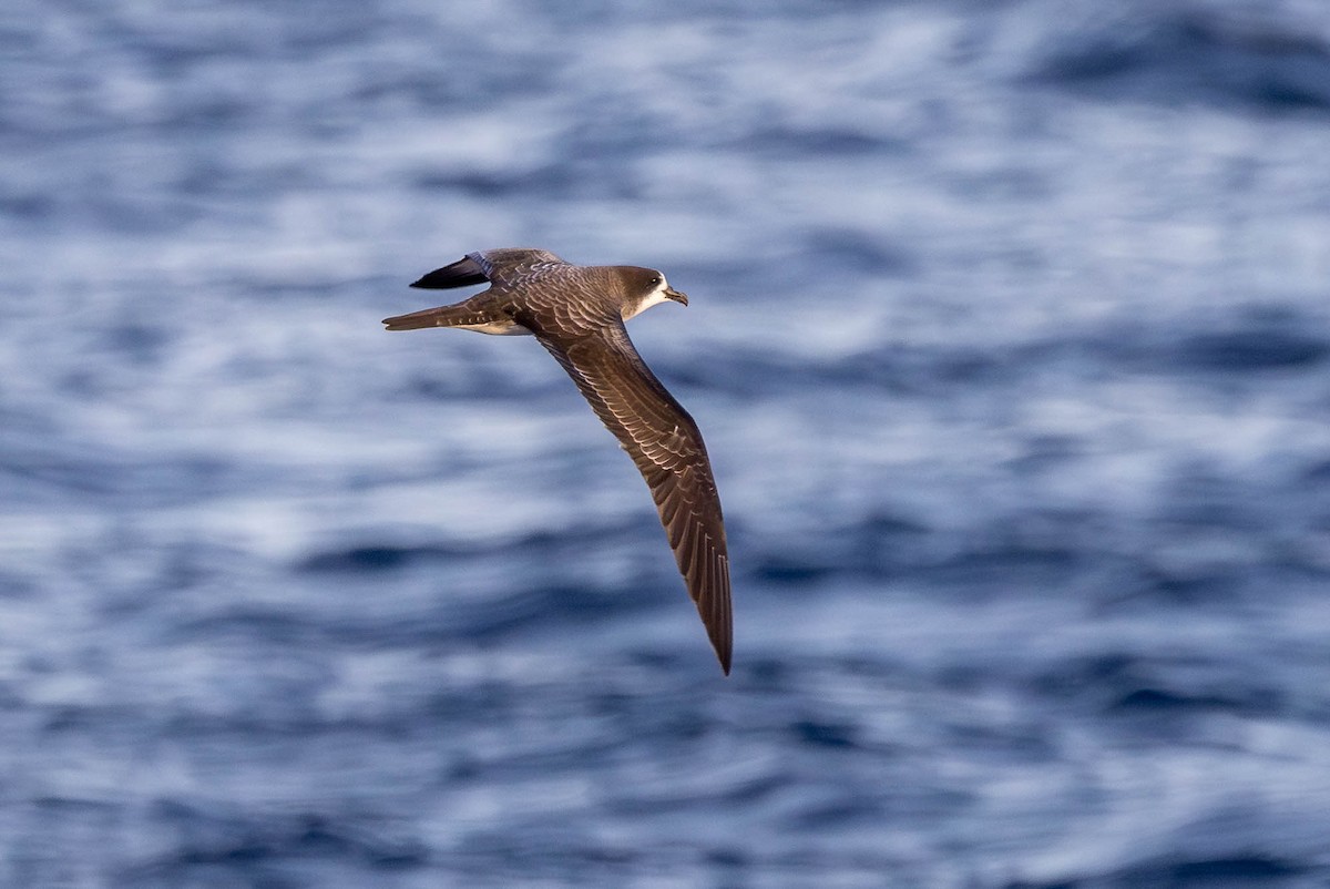Galapagos Petrel - ML637610202