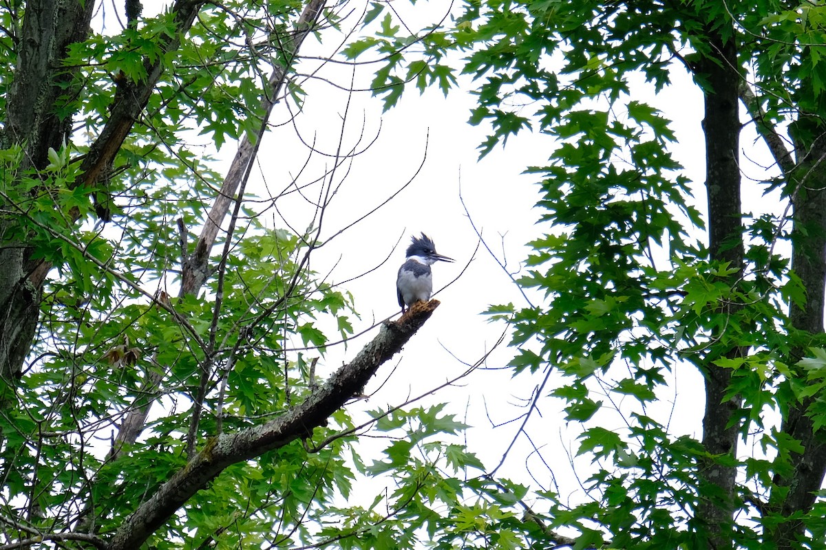 Belted Kingfisher - ML637610210