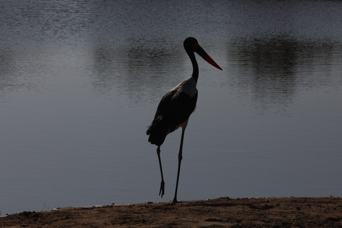 Saddle-billed Stork - ML637610211