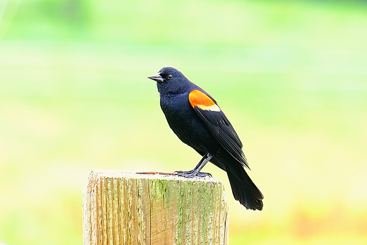 Red-winged Blackbird - ML637610228
