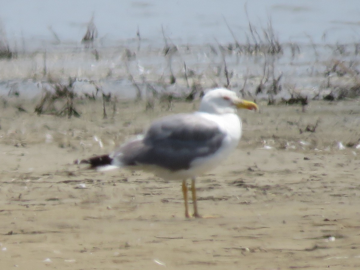 Yellow-legged Gull - ML637610236