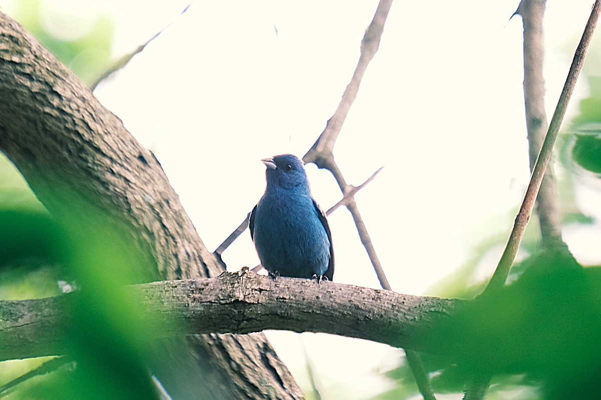 Indigo Bunting - ML637610245
