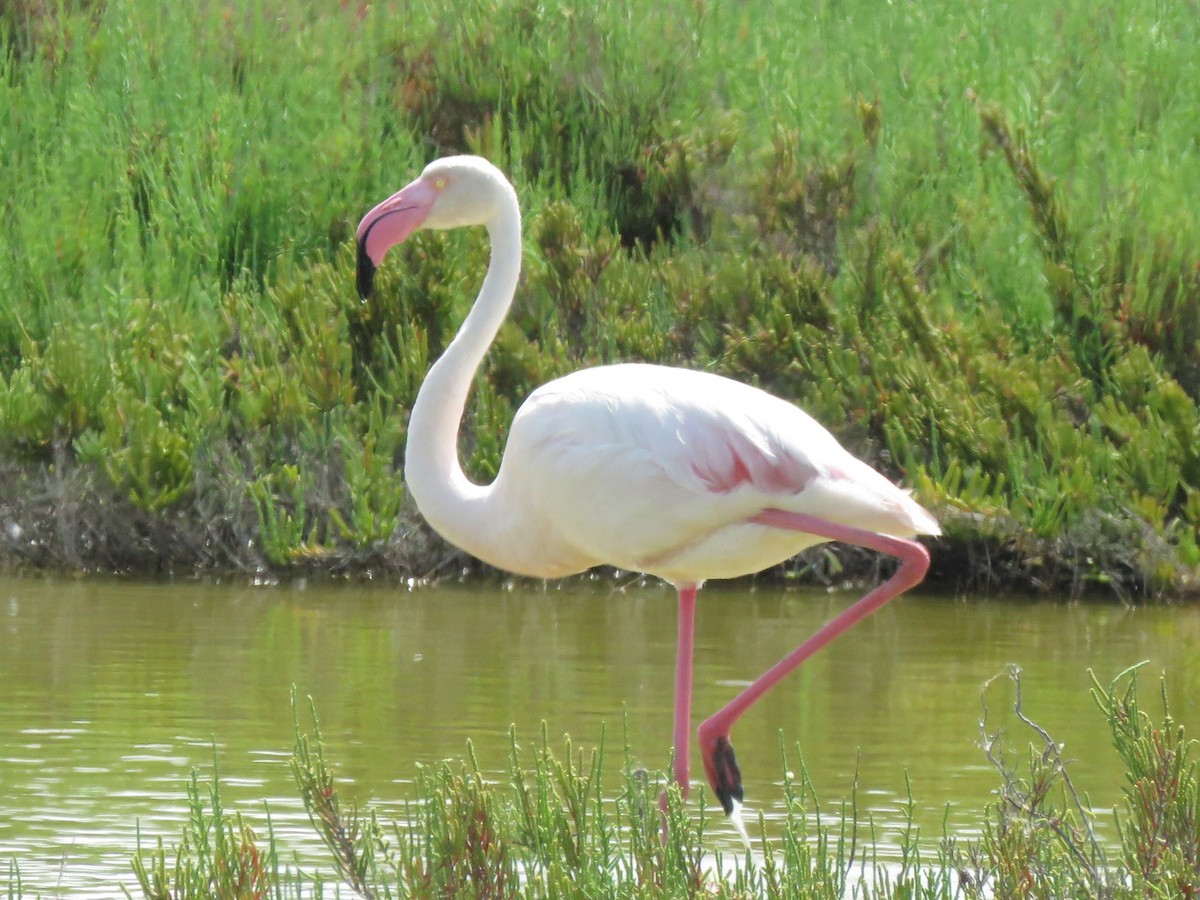 Greater Flamingo - ML637610256