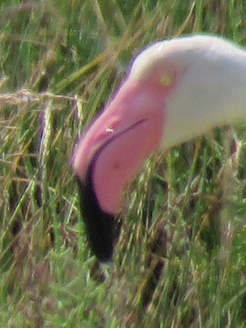 Greater Flamingo - ML637610269