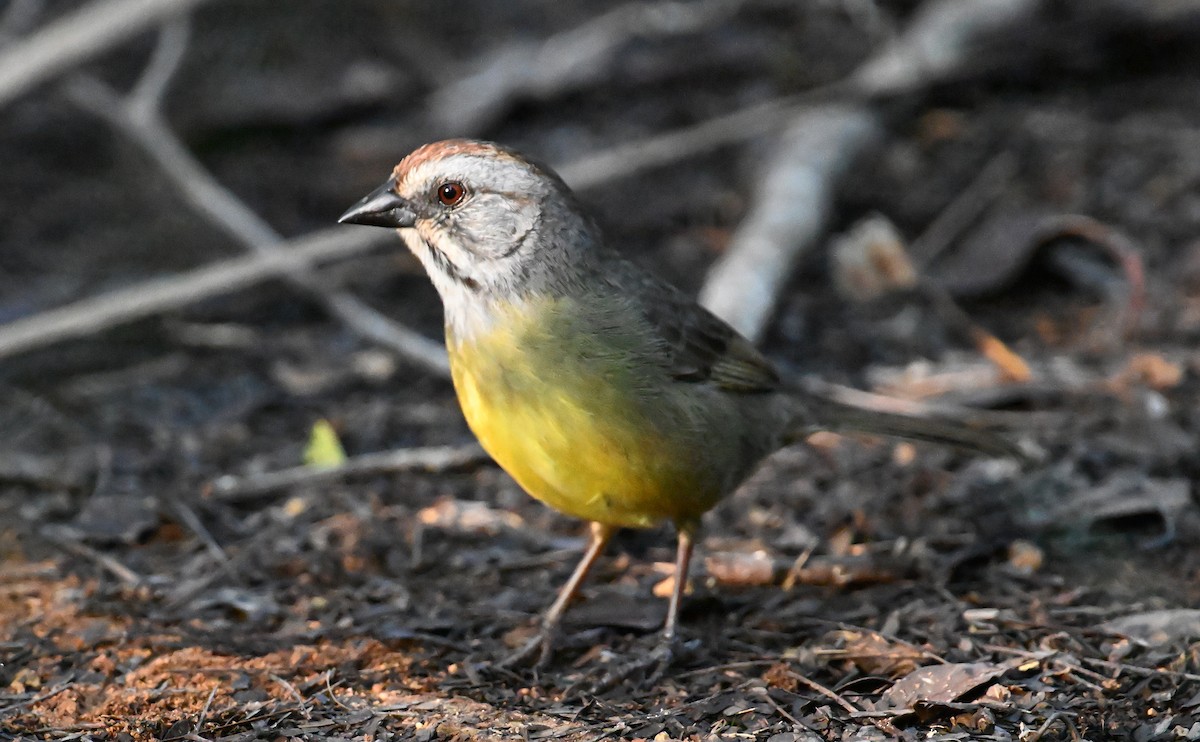 Zapata Sparrow - ML637610270