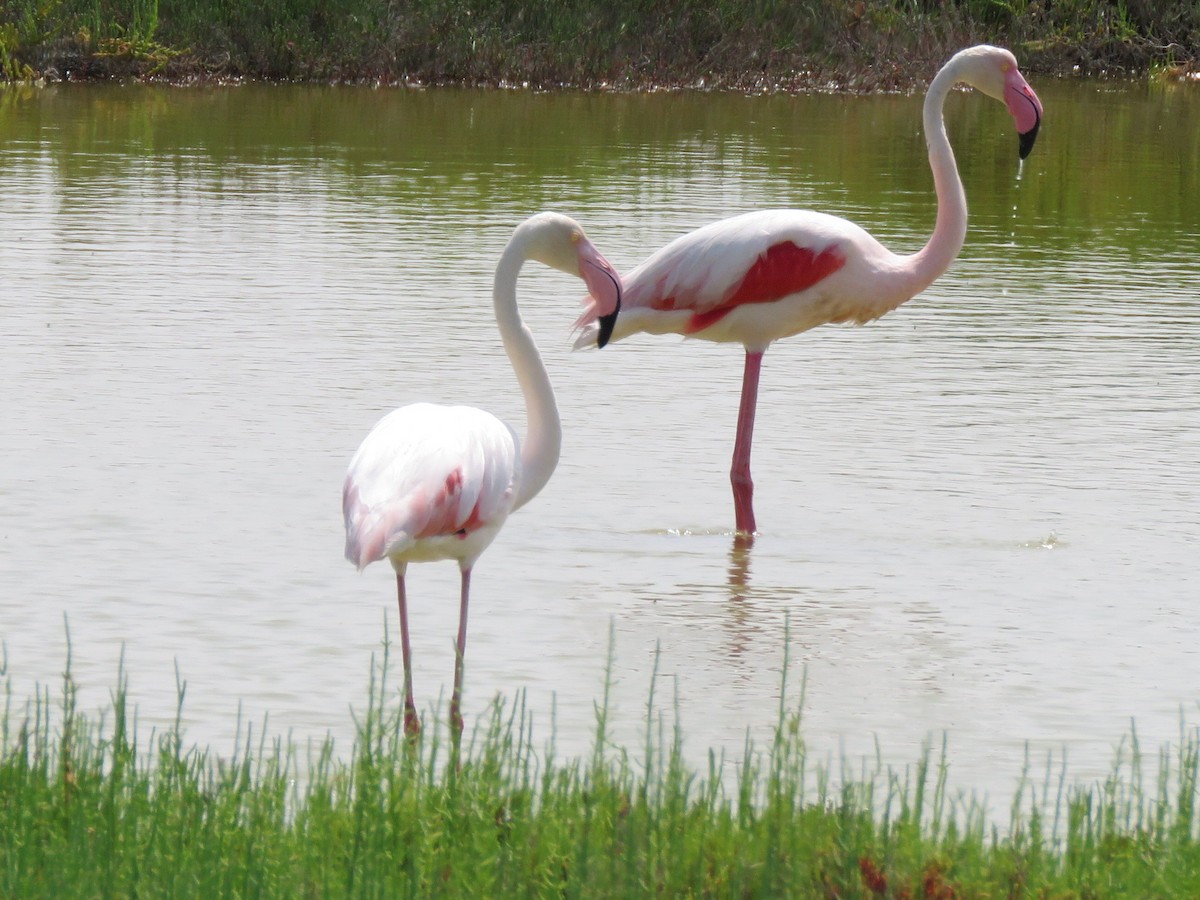 Greater Flamingo - ML637610292