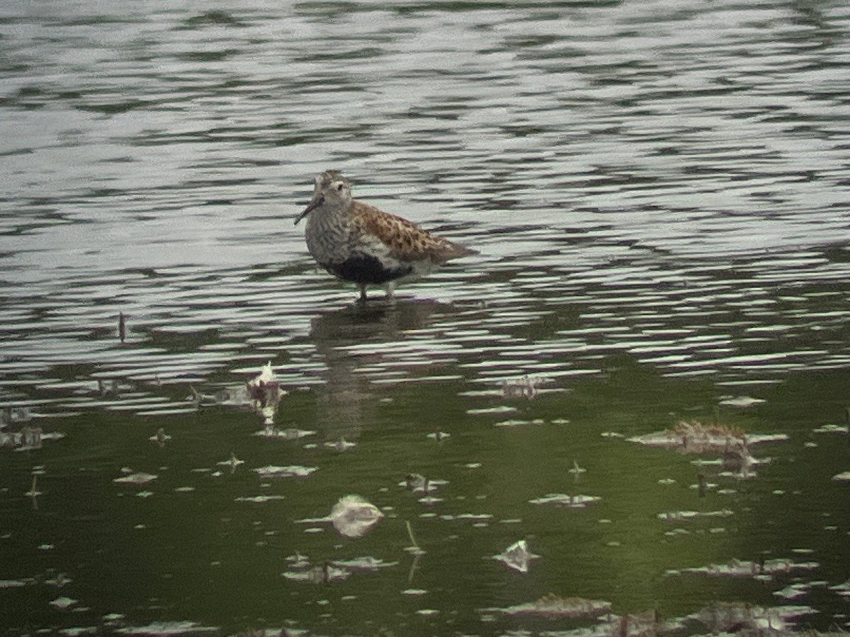 Dunlin - ML637610408
