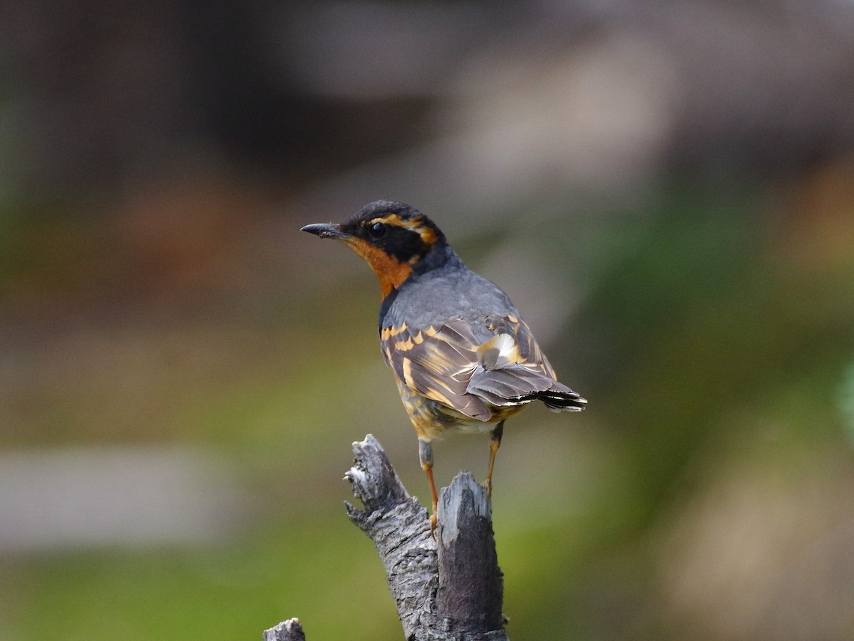 Varied Thrush - ML637610453