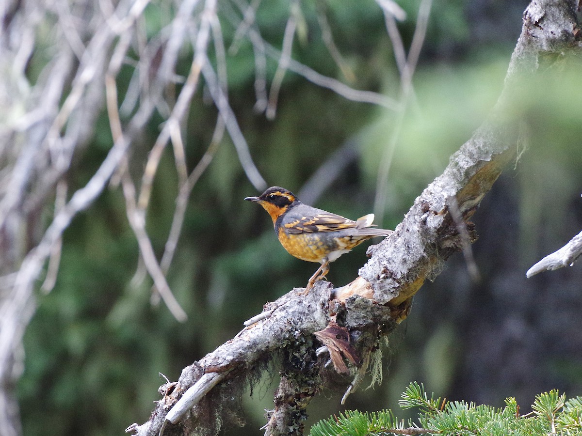 Varied Thrush - ML637610454