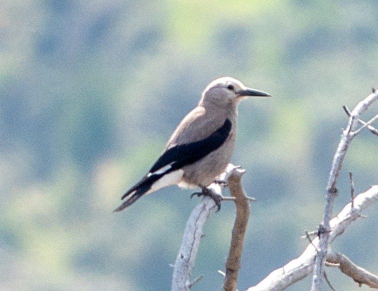 Clark's Nutcracker - ML637610482