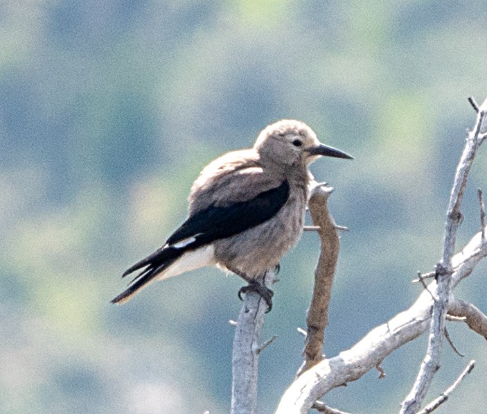 Clark's Nutcracker - ML637610505