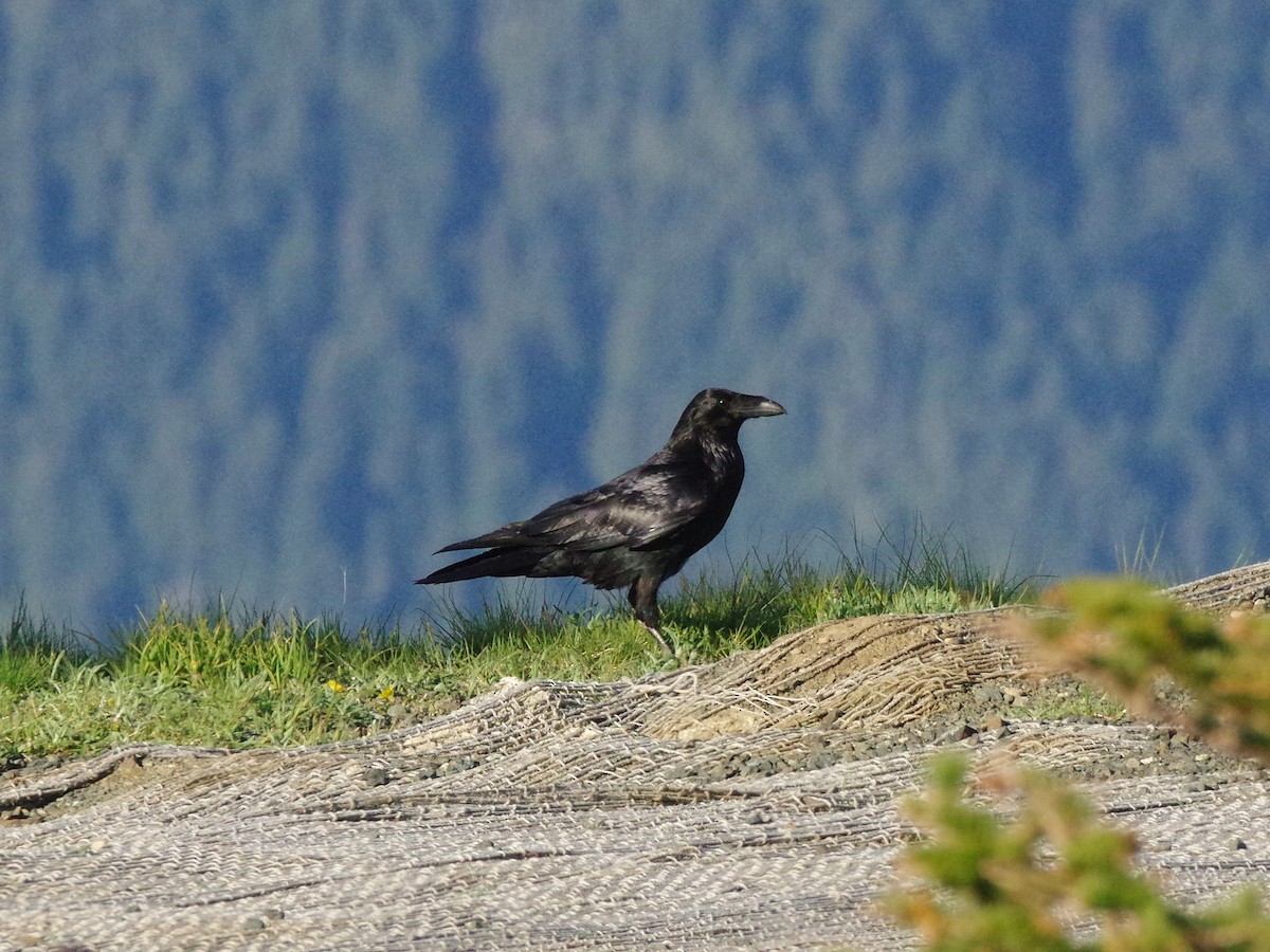 Common Raven - ML637610515