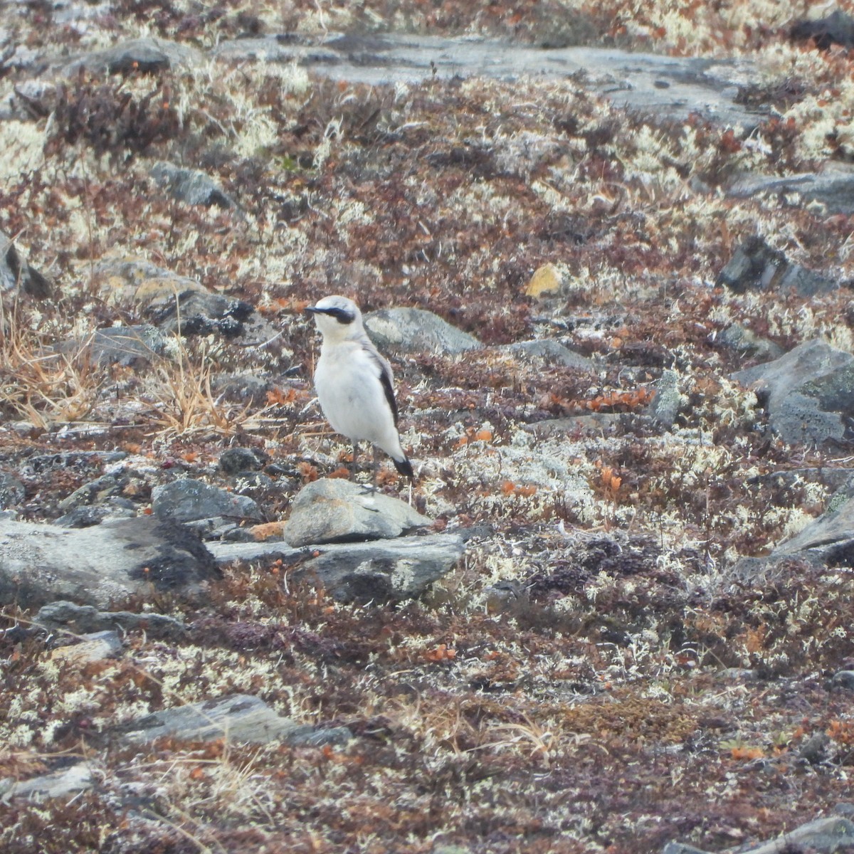 Northern Wheatear - ML637610550