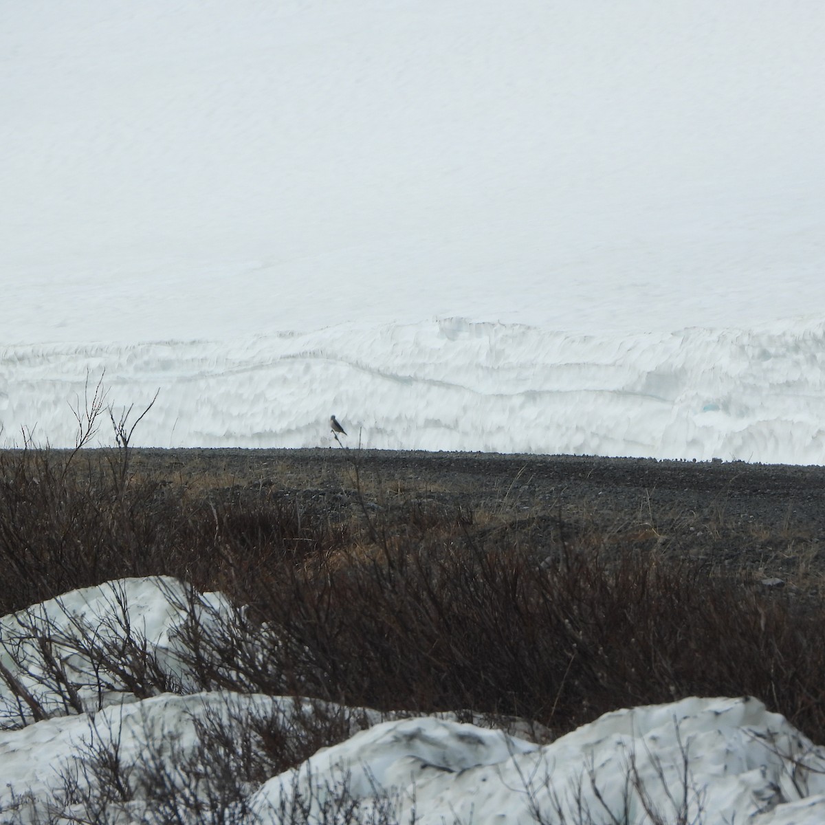 Northern Wheatear - ML637610559