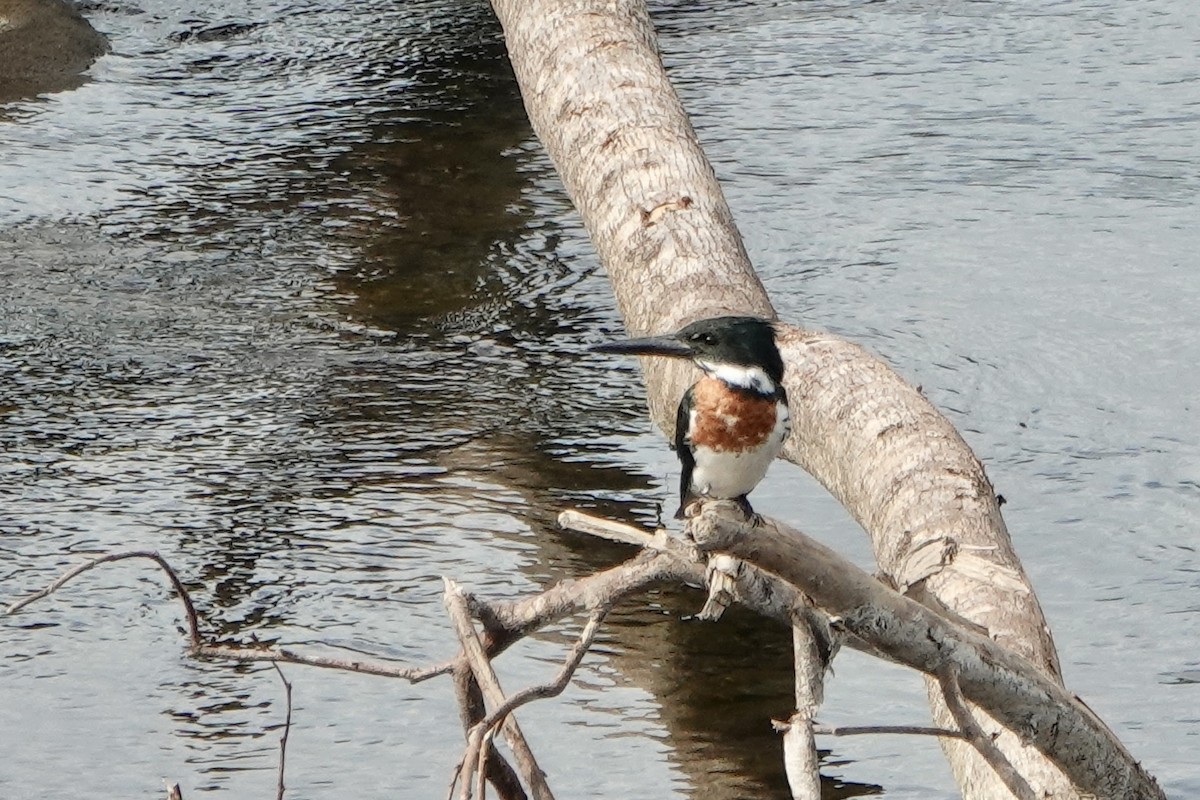 Amazon Kingfisher - ML637610579
