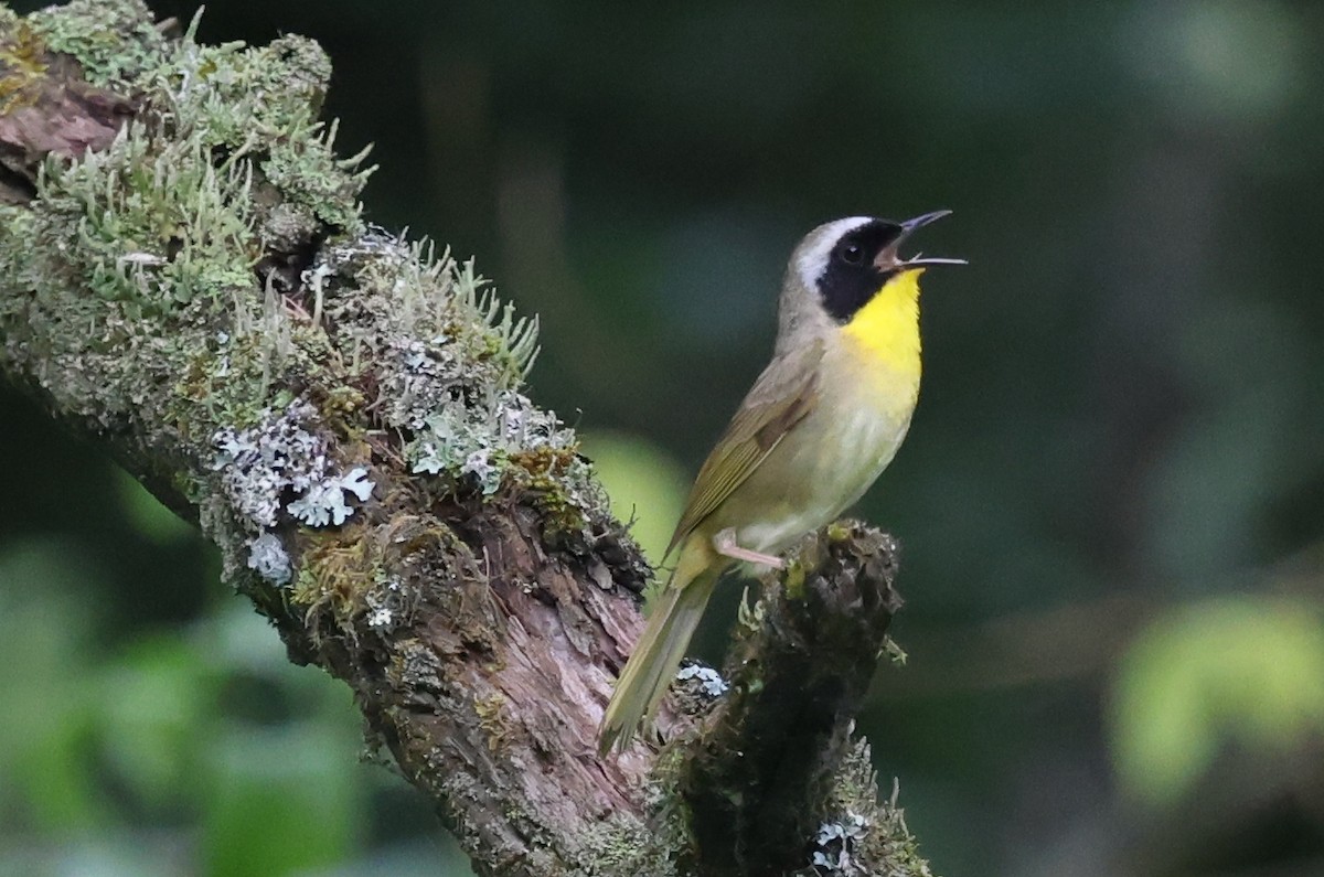 Common Yellowthroat - ML637610581