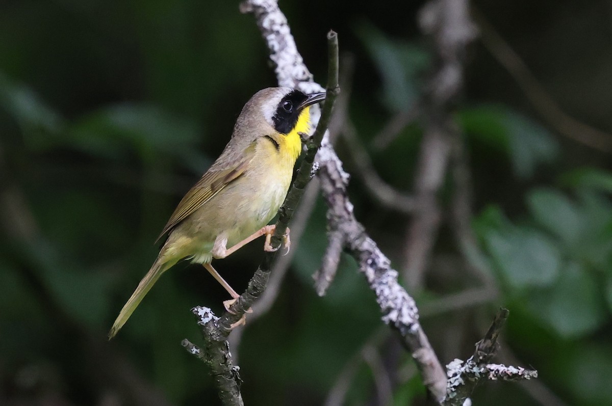 Common Yellowthroat - ML637610582
