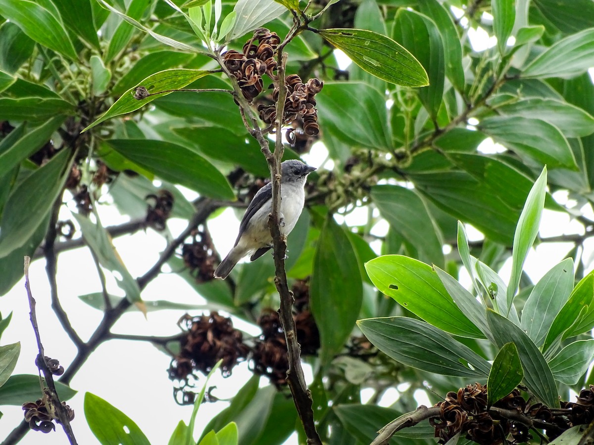 Plain-colored Tanager - ML637610592