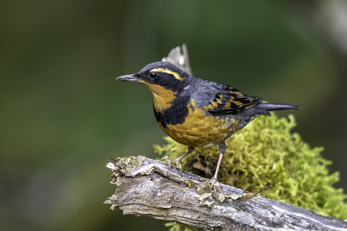 Varied Thrush - ML637610617