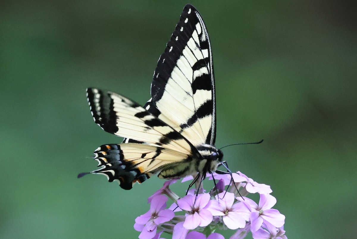 Animals - ML637610618