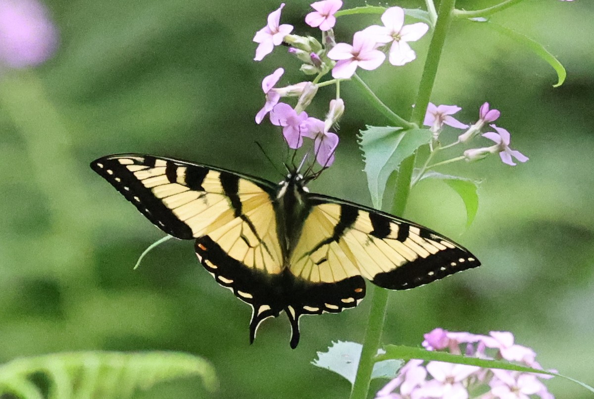 Animals - ML637610619