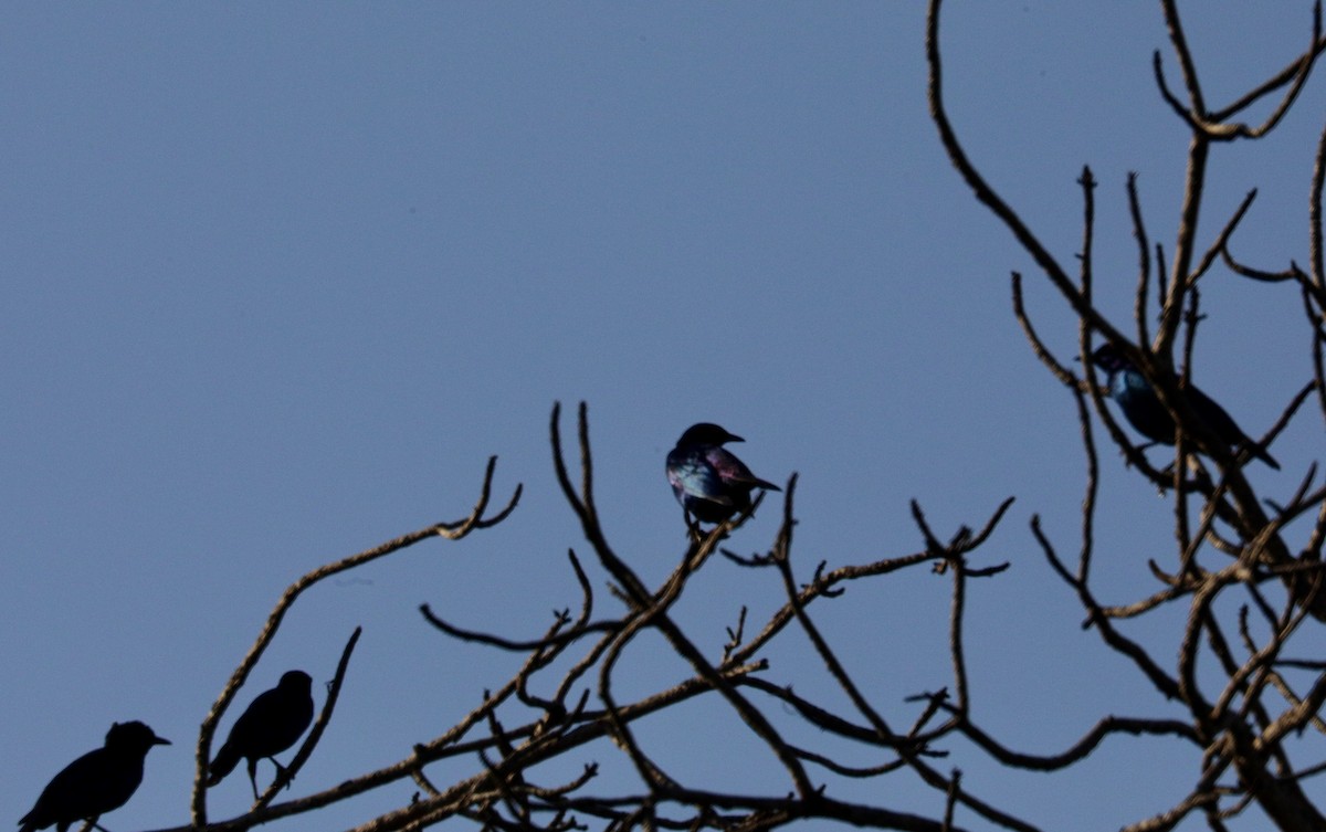 Cape Starling - ML637610631
