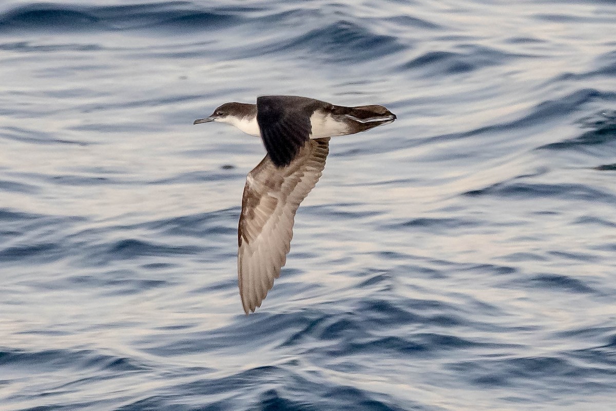Galapagos Shearwater (Dark-winged) - ML637610638