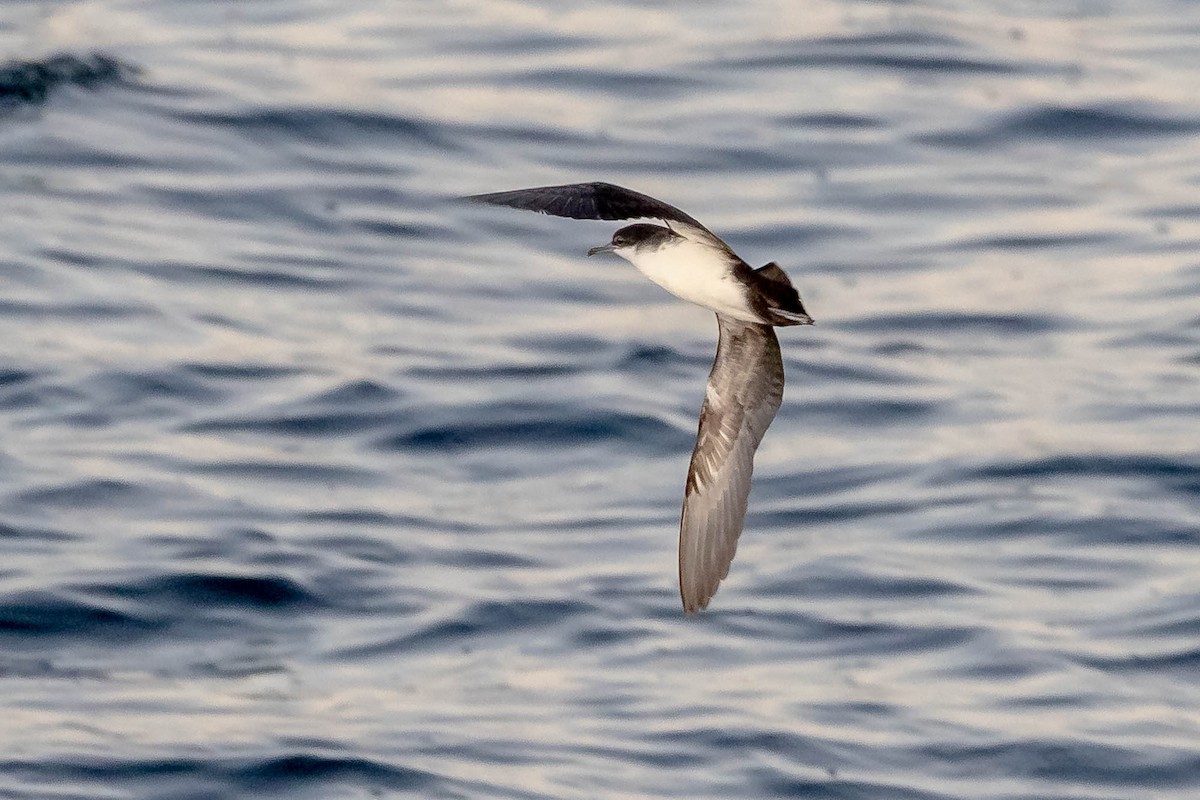 Galapagos Shearwater (Dark-winged) - ML637610639