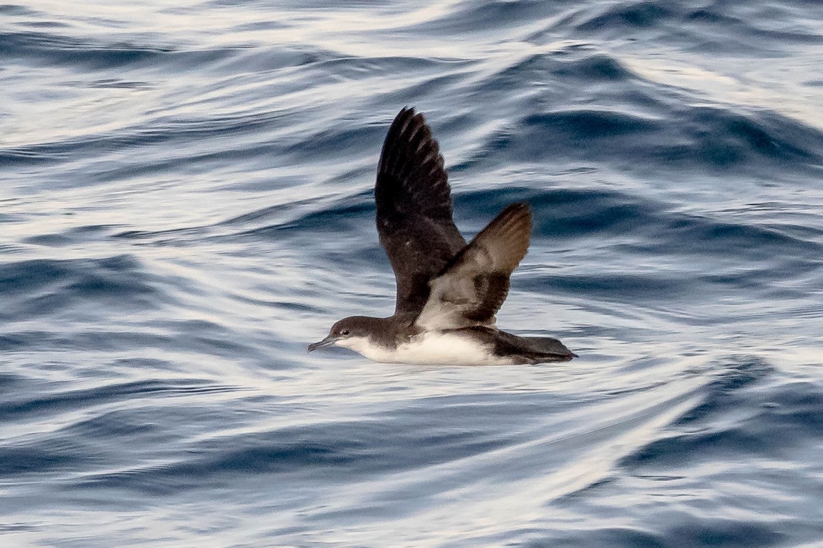 Galapagos Shearwater (Dark-winged) - ML637610640