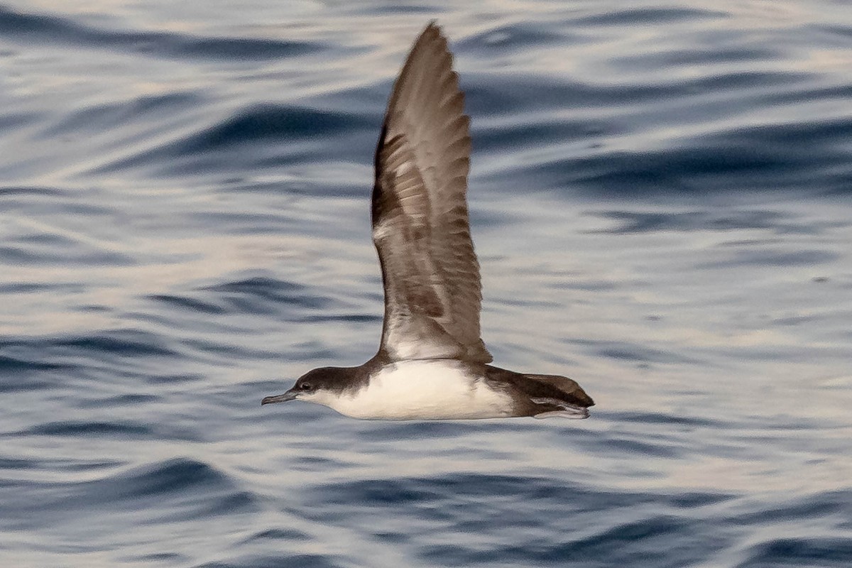 Galapagos Shearwater (Dark-winged) - ML637610641
