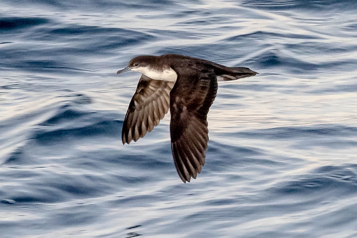 Galapagos Shearwater (Dark-winged) - ML637610642