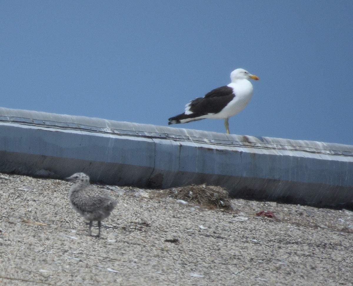 Kelp x American Herring Gull (hybrid) - ML637610659